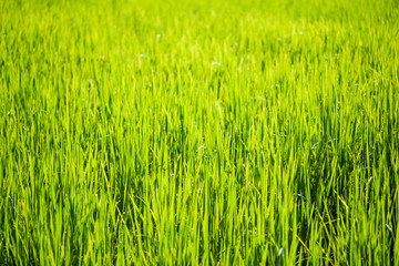 Closeup young green leaves of wheat. Soft focus.