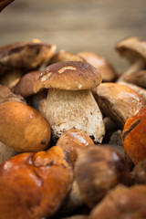 White Mushroom Boletus Eduli. Small Edible White Mushroom Boletus Edulis Lying On Heap Of Forest Wild Mushrooms Close Up. Selective Focus.