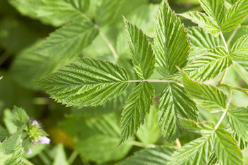 green raspberry leaves