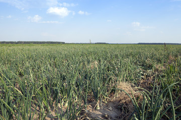 field with green onions