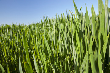 Field with cereal