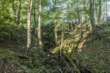 sunrise in the wilderness of a valley in the forest