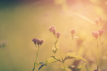 beautiful flower in nature. Soft focus.