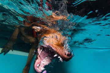 Hund unter Wasser