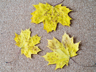 Żółte liście klon Acer platanoides