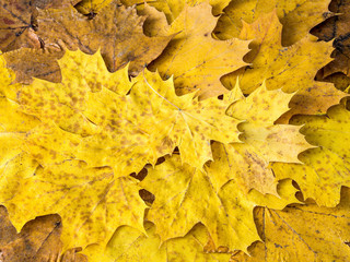 Kolorowe jesienne liście klonu Acer platanoides na tło © jakubczajkowski