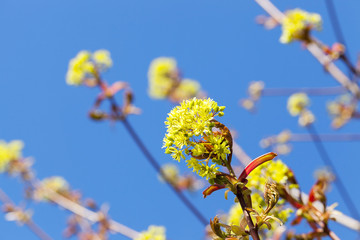 flowering maple tree