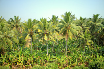 Obraz premium Well-maintained plantations of coconut palms 1. 