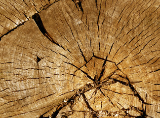 Old orange tree cut surface.