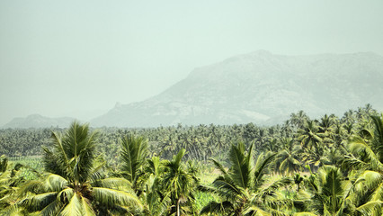 Fototapeta premium mountains and jungle with palm trees of South-East Asia