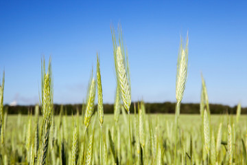 Obraz premium Field with cereal