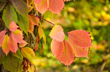 Naklejka na ściany i meble Branch of red autumn wild grape leaves