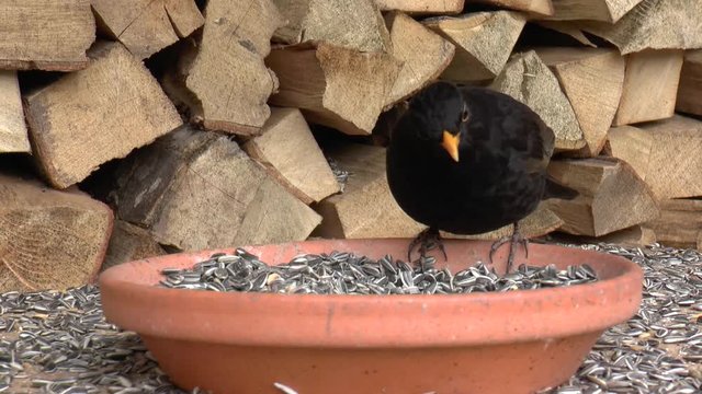 Amsel an der Winterf&uuml;tterung