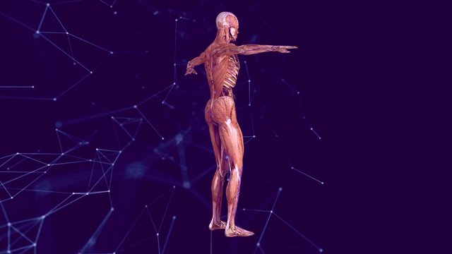 Human anatomy. The anatomical model of a human is rotated around its axis on black background.