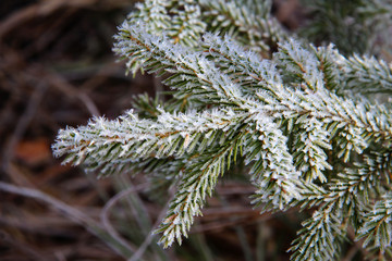 Needles in the frost