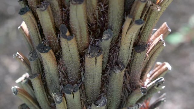 The small trunk of a fern plant in the garden called the Alsophila australis
