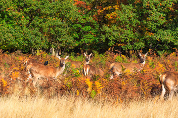 Red deer in Richmond Park, London