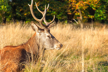 Red deer in Richmond Park, London