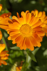orange flowers of calendula