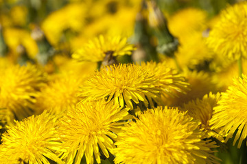 yellow dandelions in spring