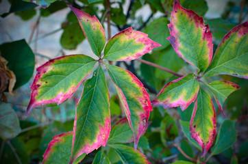 Autumnal branch with red leaves of wild grapes in blurred green background