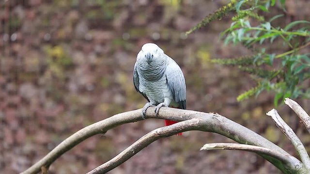 African Grey Parrot Perched on a Tree Branch and Flying away
