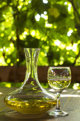 White wine bottle, glass, young vine and bunch of grapes against green spring background 