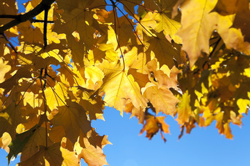 yellowing leaves on the trees