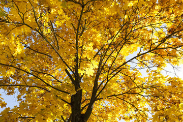 Park in the fall
