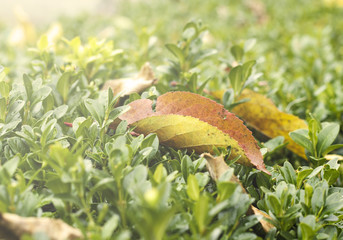 Boxwood bush with fallen dried leaves