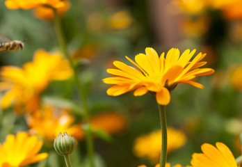 orange flowers of calendula
