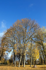 yellow foliage, autumn