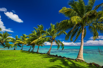 Obraz na płótnie Canvas Tropical beach on north side of Samoa Island with palm trees