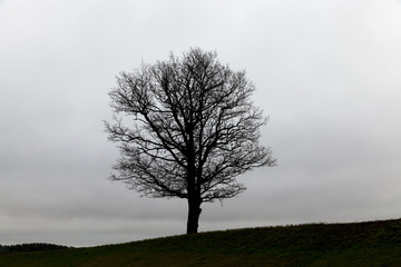trees at dusk