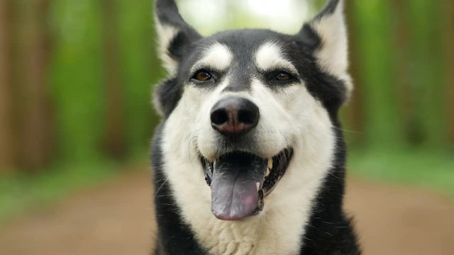 Happy looking dog face in woods.