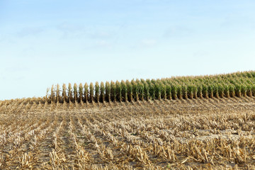 Fototapeta na wymiar harvested mature corn