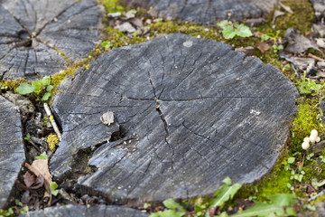 Wooden floor surface