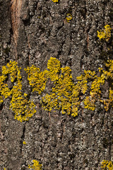 lichen on tree