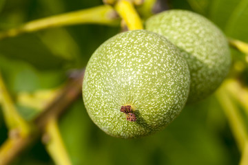 unripe walnut, close-up