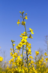 yellow flower rape