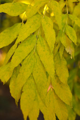 beautiful autumn macro yellow leaves on an green background