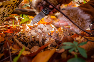 mushroom, wood, meal, diet, brown,