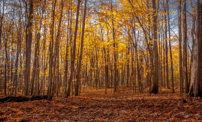 The forest in the fall.