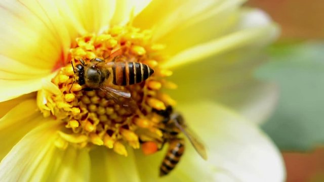 Honey Bee On Flower Close Up