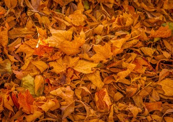 Dead leaves in the fall.
