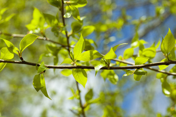 Fototapeta na wymiar linden leaves, spring