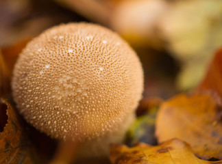 mushroom, wood, meal, diet, brown,