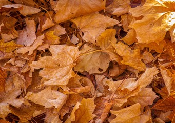 Dead leaves in the fall.
