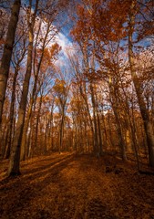 Obraz premium The forest trail late fall.