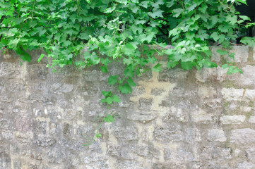 Stone wall with green leaves at the top. Architecture and nature